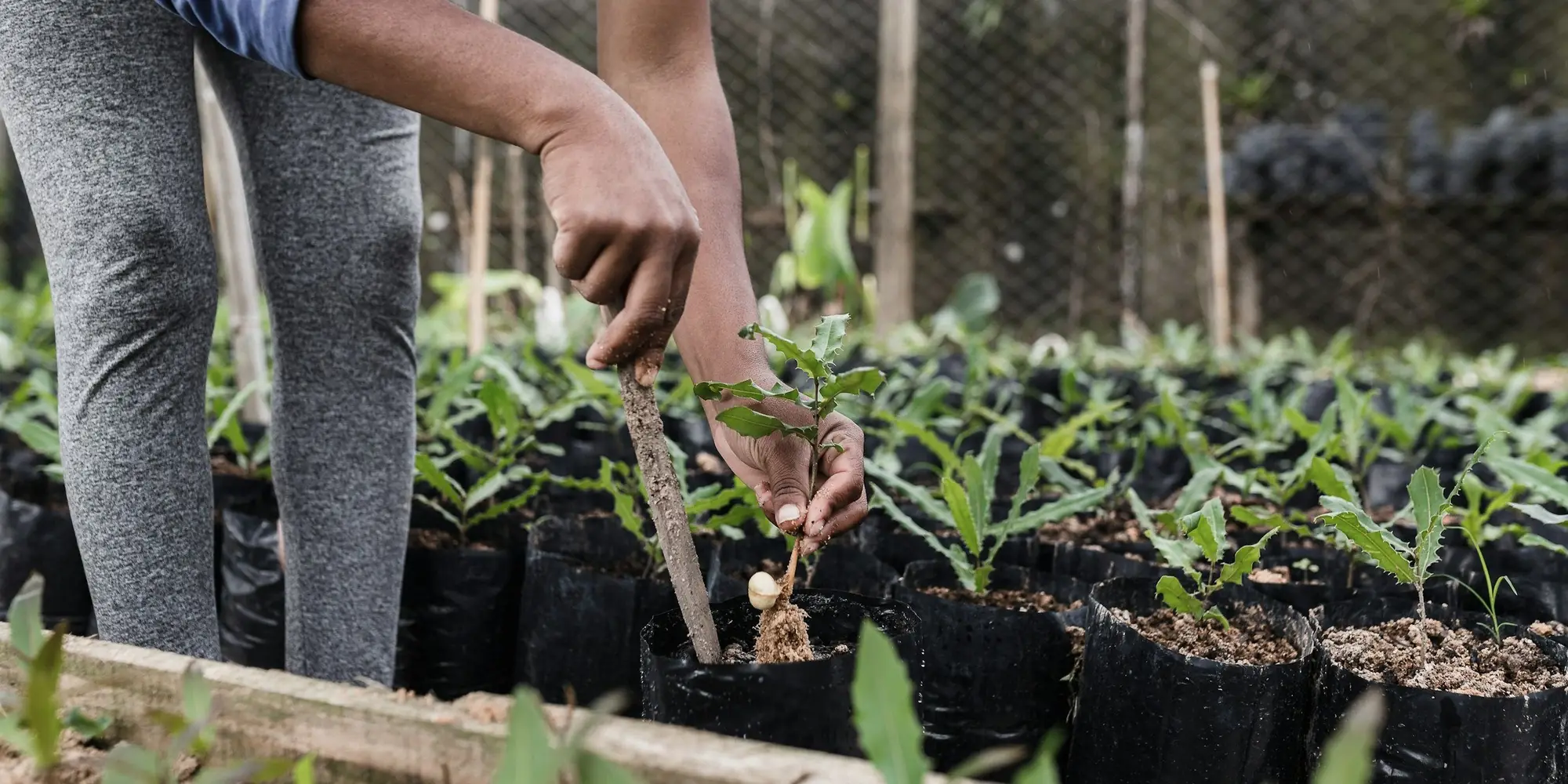 A worker tending rows of seedlings in a shade-net tree nursery in Espírito Santo, Brazil.