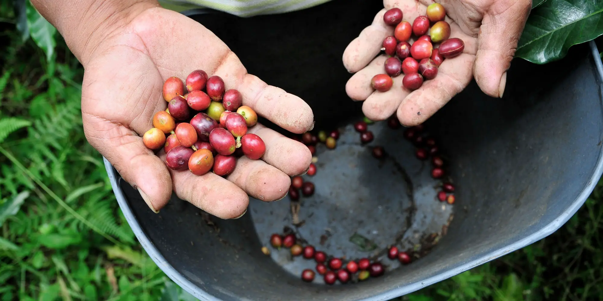 Hands holding just-picked coffee cherries over a picking bucket in Cauca, Colombia.
